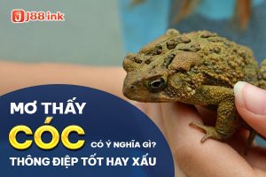 Giấc mơ thấy cóc